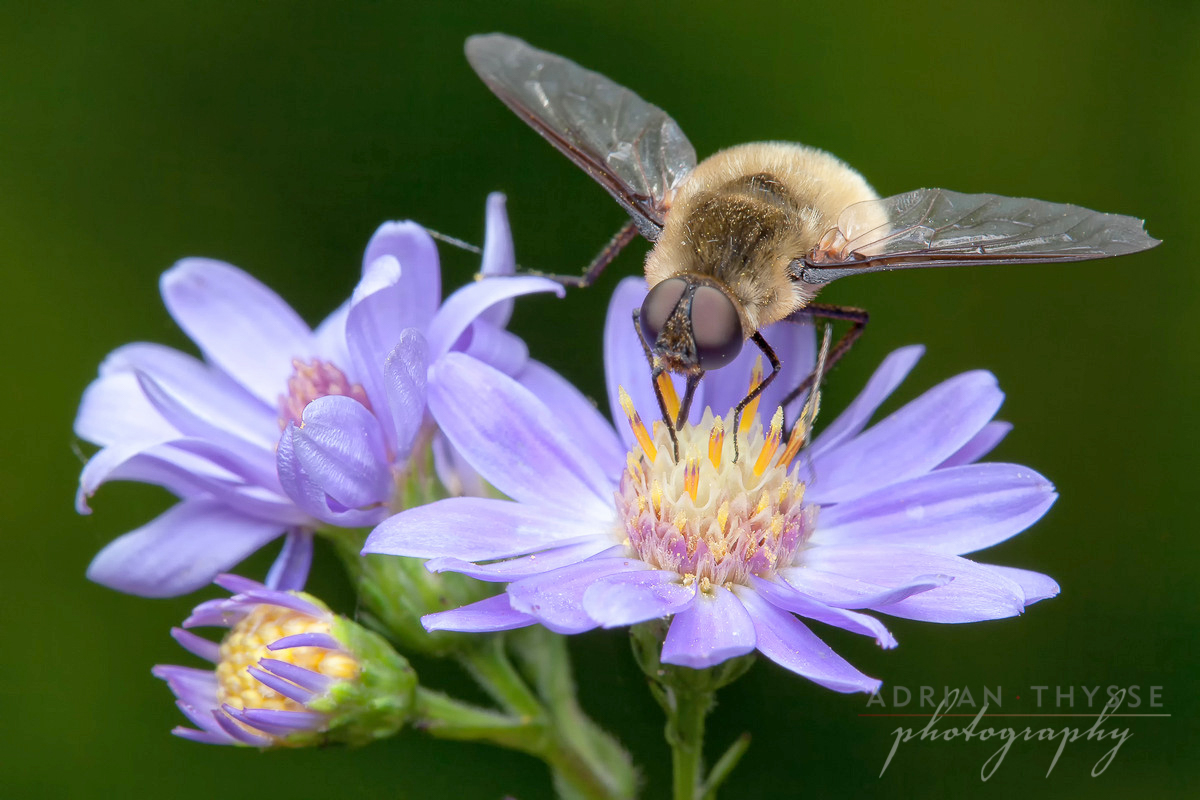 Bee fly (Family Bombyliidae) by Adrian Thysee ©